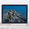 Mating Turtles Sea Underwater Wildlife Wall Art Print