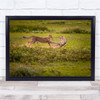 Play Time leopards wildlife wilderness Wall Art Print