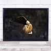 What's Going On eagle in flight action Wall Art Print