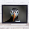 Puffin Bird Face Beak close up nature Wall Art Print