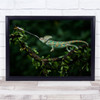 Reptile Chameleon Animals Fast Lizard Wall Art Print