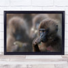 Gelada Baboon animal eating close up Wall Art Print