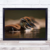 Trio ducklings pond animals wildlife Wall Art Print