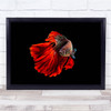 Angry Fish red fin black sea scales Wall Art Print