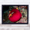 Underwater Tomato Clown Fish Coral Wall Art Print