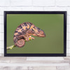 Chameleon Nature Wildlife reptile Wall Art Print