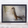 Hermine Ermine Animal Winter Cold Wall Art Print