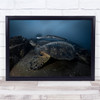 Underwater Turtles Shell Wildlife Wall Art Print