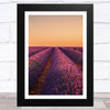 Lavender Fields Collection Design 7 Home Wall Art Print