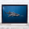 Whale Shark Baleine Underwater Fish Madagascar Deep Wall Art Print