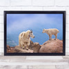 A Mother's Smile Mountain Goat Evans Goats Wildlife Mother Cub Wall Art Print