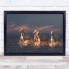 Angels Of Camargue Horse France Sunset Action Splash Water Run Running Art Print