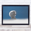 Arctic Fox Foxes Blue Fur Furry Wall Art Print