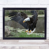 Bald Eagle Landing Wings Eagles Animal Wall Art Print