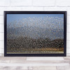 Bird Curtain Dunlin USA Birds Throng Chaos Packed Flock Us Wall Art Print