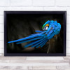 Blue Parrot Wall Art Print