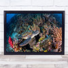 Coral Garden Green Turtle Sea Indonesia Lagoon Lagoon Ocean Reef Wall Art Print