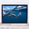 Dolphins Dolphin Ocean Sea Underwater Cetacea Cetacea Wildlife Dauphin Art Print