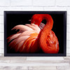 flamingo Bird Red Eye Glance Feathers Neck Flamingos Birds Wall Art Print