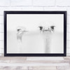 Funny Ostrich Bright Bird Animal White Wall Art Print