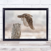 Gyrfalcon Birds Hokkaido Japan Asia Falcon Snowfall Snowing Wall Art Print