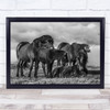 Happy Family Iceland Animals Horse Horses Icelandic Group Wind Wall Art Print
