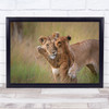 Hugs Wildlife Lion Lions Safari Savannah Africa Hug Embrace Love Wall Art Print