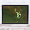 Insect Mantis Bug Balance Rope Walker Tightrope Walking Wall Art Print Insect Mantis Bug Balance Rope Walker Tightrope Walking Wall Art Print