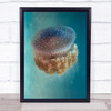 Jellyfish Underwater Mediterranean Nature Animal Tentacles Wall Art Print
