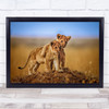 Nature Animal Lion Cub Love Friend Friendship Brother Art Print