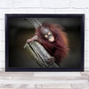 ORANGUTAN BABY Animals Monkey Orangutang Fur Wall Art Print