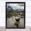 Out Of My Way Sheep Valais Blacknose Switzerland Mountain Cattle Wall Art Print