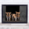 Pigs Piglet Baby Pig Farm Farming Rural Wall Art Print