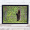 Scratching Bear Animal wildlife Relax Scratch Back Finland Fun Wall Art Print