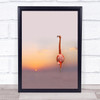 Sunset Flamingo Sun Pink Red Pastel Colours Colours Wall Art Print