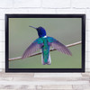 Swing Wing Trinidad Hummingbird Wings White Necked Bird Wall Art Print