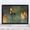 Tacazze Sunbird Bale Mountain Ethiopia Africa Eating Wall Art Print