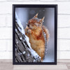 Winter Squirrel Wildlife Wild Nature Animal Cold Cute Fur Wall Art Print