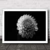 Dahlia Flower Flowers L Dark Low Wall Art Print