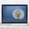 Dandelion Spring No Blue Dandelions Seed Seeds Wall Art Print