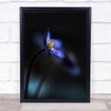 Hepatica Nobilis Dark Flower Flowers Blue Bokeh Wall Art Print