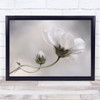 Simply Cosmos White Bright Flower Delicate Gentle Bud Wall Art Print