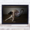 KitKat, The Ballerina Osmington Dorset England Uk United Kingdom Wall Art Print