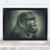 Almost One Of Us Gorilla Female Face Close-Up B&W Gorillas Ape Wall Art Print