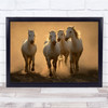 Quartet Camargue France White Horses Evening Dust Sunset Horse Wall Art Print