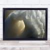 Sanctuary Swan Feather Feathers Soft Animal Animals Wings Wing Wall Art Print