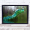 The Viper Green Snake Animal Animals Water Wet Drops Droplets Wall Art Print