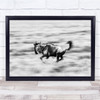 The Wildebeest Animals Wildlife Safari Wildebeests Prey Herd Wall Art Print