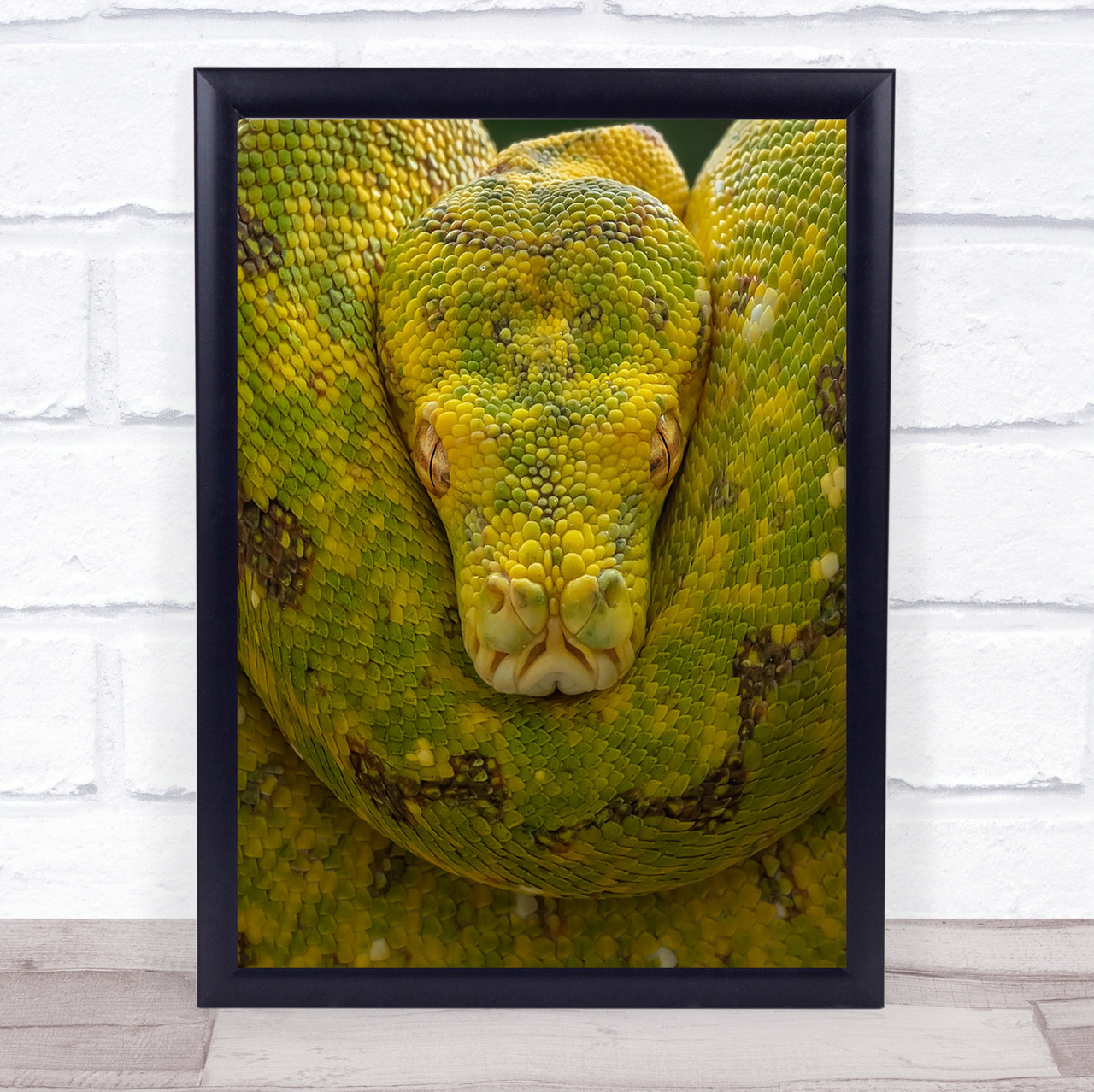 reptile wall art