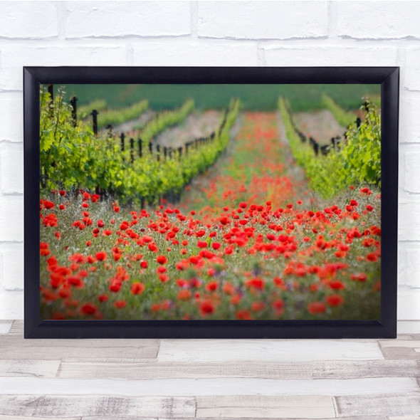 Red District Landscape Flower Field Summer Vineyard Poppy Wall Art Print